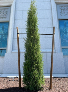 A small tree being held between two poles illustrating the role of parents and bishops for youth. 