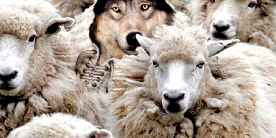 wolf-in-sheeps-clothing (1)